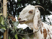 عید قربان گوشت کے مضر اثرات سے کیسے بچیں