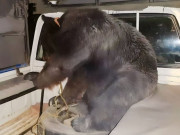 مظفرگڑھ ملزمان وائلڈلائف کے عملے سے نایاب نسل کا ریچھ چھین کر فرار