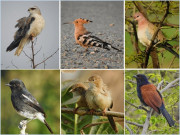 خوبصورت پرندے لاہورسے کیوں روٹھ گئے