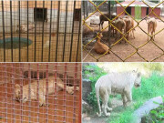 لاہور چڑیا گھر بین الاقوامی معیار کے مطابق بنانے کیلیے وائلڈ لائف متحرک