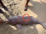 نامعلوم افراد نے نایاب انڈس ڈولفن کو گولیاں مار کر ہلاک کردیا