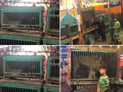 سرکس میں خطرناک جانوروں کے کرتب وائلڈ لائف حکام خاموش