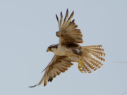 پاکستان میں نایاب نسل کے لیگرفالکن کی زندگی پر پہلی بار دستاویزی فلم تیار