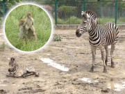 لاہورزیبرا نیل گائے اور بندر کے بچوں کی پیدائش سفاری زو کی رونق بڑھ گئی