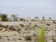 ہاؤسنگ اسکیم کے نام پر کیرتھر نیشنل پارک پر قبضہ ہو رہا ہے سندھ ہائیکورٹ