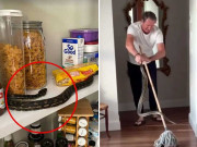 میک گرا نے گھر میں گھس آنے والے 3 سانپ باہر نکال دیے