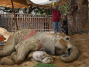 بلڈپیراسائٹ جو کئی نایاب جانوروں کی موت کا سبب بن چکی ہے