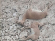 کیرتھر نیشنل پارک میں آئی بیکس کی پراسرار ہلاکتیں