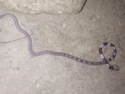 جنوبی وزیرستان سے سانپ کی نئی قسم دریافت