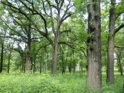 پنجاب میں جنگلات کی کٹائی اور لکڑی کی نیلامی پر فوری پابندی عائد