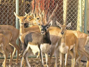 ننھی ہرنی کی آمد سے لانڈھی چڑیا گھر کی رونق بڑھ گئی