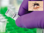 ڈینگی بخار کی علامات اور علاج