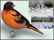 مہمان پرندے روٹھ گئے