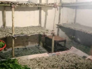 نان ٹمبر فارمنگ کا شعبہ غیرفعال ہونے سے ہزاروں دیہی خواتین بے روزگار