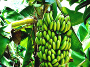 کراچی میں کیلے کی قیمت 100 روپے درجن تک جا پہنچی  