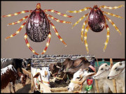 کانگو وائرس علامات اور احتیاطی تدابیر