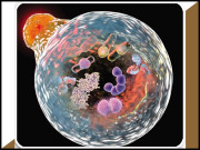 انسان کو بڑھاپے سے بچاتا معجزاتی نظام