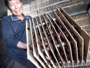 کاکروچ فارمنگ چین میں تیزی سے اُبھرتی صنعت