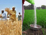 کھاد کا بحران شدید گندم کی فصل متاثر ہونیکا خدشہ