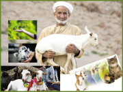 اسلام میں جانوروں کے حقوق      