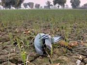 فصلوں پر زہر اورکیمیائی کھاد سے پرندے اور جنگلی حیات ناپید  تولیدی صلاحیت بھی متاثر