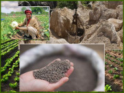 زراعت ِپاکستان بحران کی زد میں