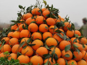 پاکستان میں کینو کی قدرتی مزاحمت ختم پیداوار میں شدید کمی