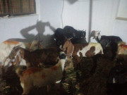 کراچی میں چھینے گئے 20 بکرے برآمد تین ڈاکو گرفتار