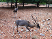 لاہور وائلڈ لائف پارک سے چوری ہونیوالےنایاب کالے ہرنوں کا تاحال سراغ نہ مل سکا
