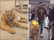 بنگال ٹائیگر کیساتھ سرعام گھومنے والے ٹک ٹاکر کیخلاف وائلڈلائف حکام کی کارروائی