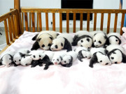 چین نے نتائج کی پیش گوئیوں کیلیے پانڈوں کی ایک ٹیم چن لی