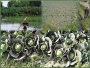 آبی آلودگی سے سبزیاں اور پھل بھی بیماری پھیلانے لگے