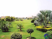 غیر ملکی پودے ہمارے ماحول مقامی انواع اور جنگلی حیات کیلیے خطرناک