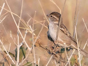 کراچی میں ’  چڑیا شماری ‘  کا اہتمام شہریوں کے مختلف گروپوں نے حصہ لیا