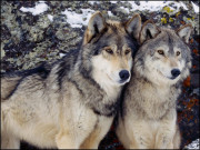 پاکستان اور گرگ آشتی