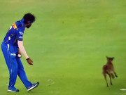 گراؤنڈ میں کتا گھسنے پر کراؤڈ ’ہردیک ہردیک‘ کے نعرے لگانے لگا