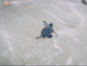 ہاکس بے میں سبز کچھوؤں کا سیزن مکمل 14 ہزار 960 نومولود کچھوے نئے سفر پر روانہ