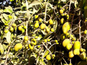 بیرونی مارکیٹ میں پاکستانی آم کی ساکھ بھی خطرے میں 