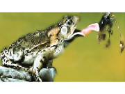 مینڈک کی زبان میں تین گنا بڑا شکار دبوچنے کی طاقت