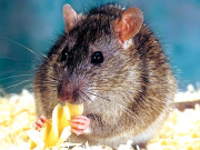 چوہے بھی پشیمانی کو محسوس کرتے ہیں 