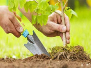 شجر کاری تحفظ انسانیت کی ضمانت