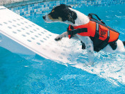 اب کتّے بھی پیراکی کا لطف اٹھائیں گے