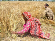 گندم اسکینڈل کون سی راکٹ سائنس ہے