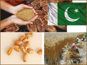 پاکستان معیاری فوڈ پالیسی کی تلاش میں