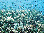 بحر اوقیانوس میں دنیا کی سب سے بڑی آبی قیام گاہ کا قیام 