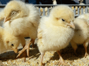 کمپیٹیشن کمیشن کا 8 بڑی پولٹری ہیچریوں کو کارٹل بنانے پر 15 کروڑ روپے جرمانہ