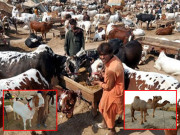 کراچی کی مویشی منڈی میں 30 ہزار سے زائد مویشی پہنچ گئے