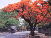 گل مہر جیسے ویرانے میں چپکے سے بہار آجائے