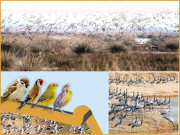 کیوں روٹھ گئے پنچھی