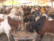 عید الاضحیٰ پر کراچی میں مویشیوں کا سب سے بڑا شہر آباد خریدار غائب